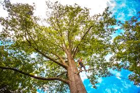 Deatsville, AL  Tree Services Company